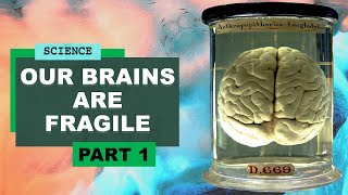 Our brains are fragile | Harvard Professor Dr Jill Bolte Taylor of Neuroscience meets Robin Ince