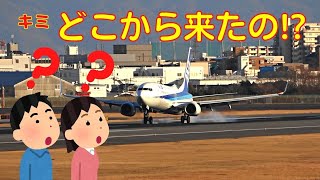 【大阪伊丹空港】ANA295便　悪天候でダイバートして伊丹空港着陸