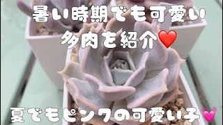 『多肉植物』暑い時期でも可愛い多肉を紹介♬