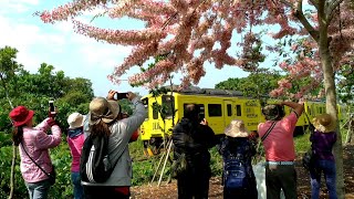 二水花旗木 石虎香蕉列車 集集石虎列車