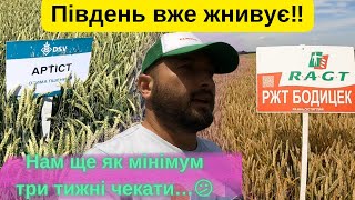 Південь країни жнивує‼️Ми в очікуванні❌ огляд полів пшениці