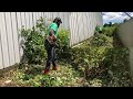 cleanup of 8ft tall weeds for sweet elderly couple