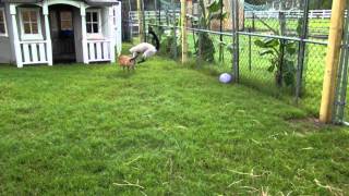 Kangaroo jumps and lemur jumps!