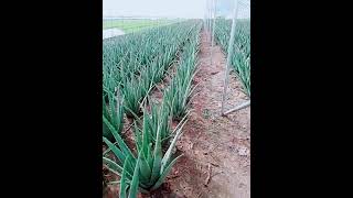 Modern Aloe Vera Agriculture Aloe Vera Farming \u0026 Aloe Vera Harvesting Processing of Aloe Vera Gel #