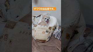 10秒チワワ❗朝起きれないチワワ