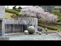 津久井湖城山公園　水の苑地、行く春を散り行く桜を惜しむ　　2024. 4. 12.　（4k）