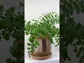 Care tips for Asplenium dimorphum x difforme, the Austral Gem Fern 🌿 #soltech #shorts