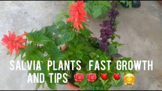 16.Salvia plants Best flowering tips and Fertilizer. how to grow Salvia plant. best soil mix.