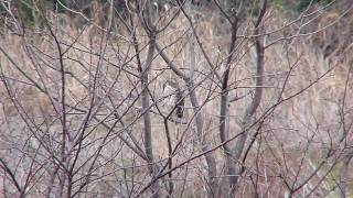 2010.02.21 野鳥公園 オオタカ5-4