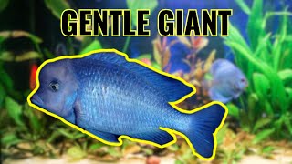 Blue Dolphin Cichlid: Species Profile