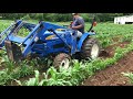 fertilize u0026 cultivating sweet corn