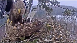 Jūras ērgļi Durbē_How Milda accepted NEW white tailed eagles attempt to mate