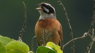 ホオジロ　地鳴き