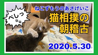 2020.5.30 猫相撲 朝稽古の様子♪