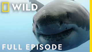 Shocking Shark Attacks: The Dark Side of Paradise (Full Episode) | When Sharks Attack
