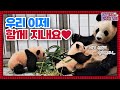 (SUB) Finally, Aibao And Twin Pandas Gather In One Place 🐼│Panda World