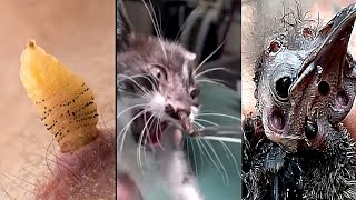 Look How Mangoworms and Botfly Removal From animals Dog Kittens Cats Noses Neck