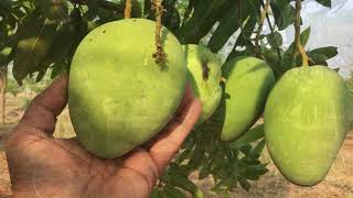 kesar | mallika | benish | banganapalli mangoes at RKM Farms \u0026 Nursery | kaluvehalli