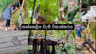 බබත් එක්ක || කන්නෙලිය වැසි වනාන්තරය || Kanneliya Rain Forest || Gallery #viral #srilanka #galle