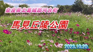 [2023.10.20VLOG]奈良県北葛城郡河合町 馬見丘陵公園　秋の訪れ...コスモス　コキア  Cosmos Kochia, Umami Hills Park, Kawai, Nara