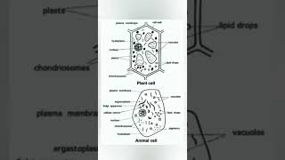 Plant Cell And Animal Cells Diagram