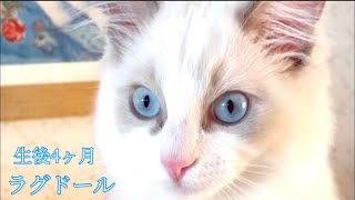 【ラグドール】何もなかったふりをしちゃうニャンコが可愛い過ぎました♡生後4ヶ月の子猫 #shorts