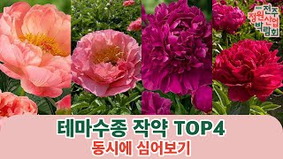 테마수종 작약 Top 4 동시에 심어보기