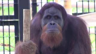 のんほいパーク　オランウータン　ウランちゃんとウータンくんOrangutan