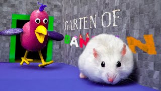 Hamster Adventures in Garten Of Banban Maze | Hamster Vs Opila Bird Monster