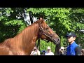 オルフェーヴルorfevre9歳の初夏2017年6月 orfevre in shadai stallion station.