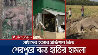 সাথীদের খুনের প্রতিশোধ নিতে বন্য হাতির হামলা, শেরপুরে তছনছ লোকালয় | Elephant