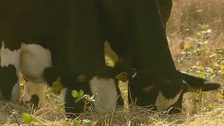 Drought puts burden on Oregon ranchers