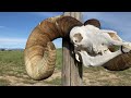 bighorn sheep skull cleaning