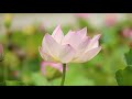 morning relaxation music to stress relief mind growing body power energy meditation