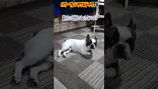 猫みたいな恰好でくつろぐフレブルが可愛すぎ！  フレンチブルドッグ『ぶーちゃん日記』Frenchbulldog From Japan