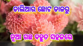 How to grow Dahlia🏵️ from cuttings easily ll ବହୁତ ସହଜରେ ଡାଲିଆର🌼 ଛୋଟ ଡାଳରୁ ନୂଆ ଗଛ ପ୍ରସ୍ତୁତ କରନ୍ତୁ ll