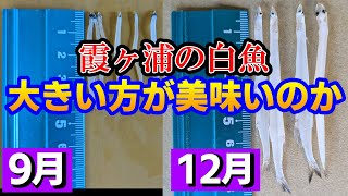 デカい方が美味い！は本当か？【茨城県/霞ヶ浦】