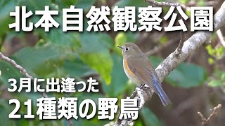 「北本自然観察公園」野鳥（21種類）との出会い