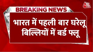 Breaking News: भारत में पहली बार घरेलू बिल्लियों में Bird Flu, बर्ड फ्लू से तीन बिल्लियों की गई जान