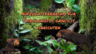 Aufzuchtterrarium für Tribolonotus gracilis (Rotaugenbuschkrokodil) einrichten