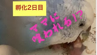 【すわ共喰い！？】セキセイインコ ヒナ孵化2日目その2★Hatched! Day2No.2 #shorts #セキセイインコ