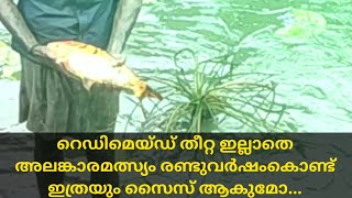 റെഡിമെയ്ഡ് തീറ്റ ഇല്ലാതെ രണ്ടുവർഷംകൊണ്ട് അലങ്കാരമത്സ്യം ഇത്രയും സൈസ് ആകുമോ....||my Real world||