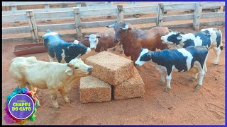 Fazenda de Brinquedo Feno para as Vacas