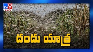 మిడతల ముప్పుపై Telangana అప్రమత్తం - TV9