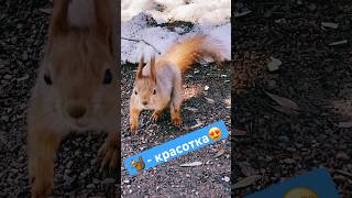 Еще одна белочка  🐿️  в поисках провизии