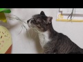 七夕の笹の葉をムシャムシャ食べる猫のゆいちゃん 2016 7 10