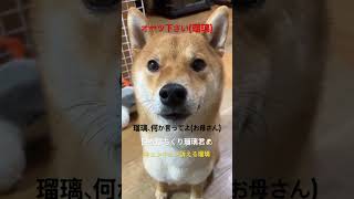 オヤツ🍪を食べたい　瑠璃君🐶