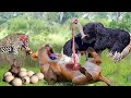 The Brave Ostrich Fights Cheetah, Hyenas, and the Lion To Protect Baby Birds- Ostrich's Harsh Life