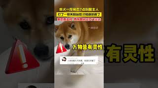 柴犬一反常态7点叫醒主人，打了一顿关阳台才知道地震了，网友：它祖籍天天地震，当然敏感啦#动物 #pets #狗狗 #搞笑 #可爱 #cuteanimals #dog