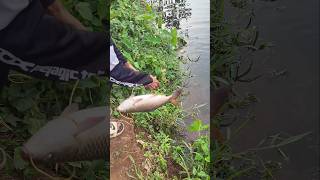 ഒരു കുട്ടിക്കൊമ്പനും കൂടി  DAILY VLOG 22 #shorts #youtube #fishing